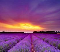 Image result for lavender field