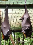Image result for Indonesian Bats