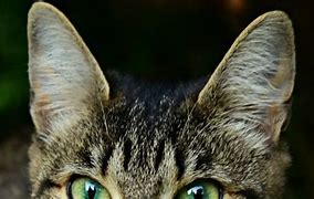Image result for Real Cat Ears