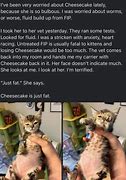 Image result for Cheesecake Is Fat Cat Meme