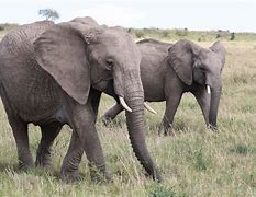 Image result for elefanti�sico