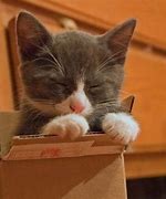 Image result for Box Cat PFP