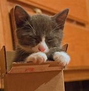Image result for Cute Cats in Boxes