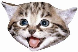 Image result for Cat Smile PNG