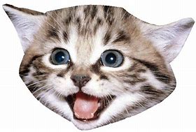 Image result for Transparent Heavy Breathing Cat