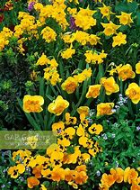 Image result for Narcissus Berlin