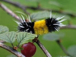 Image result for wooly bear caterpillar