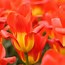 Image result for Tulips