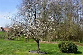 Image result for Prunus dulcis Robijn