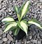 Image result for Hosta Vulcan