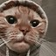Image result for Cat Meme Phone Background