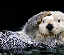 Image result for Confused Otter