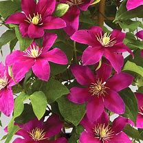 Image result for Clematis Acropolis