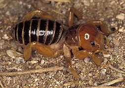 Image result for Bug Potato Jerusalem Cricket