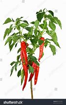 Image result for Chili Pepper Plant