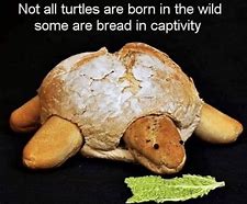 Image result for Turtle Meme Facebook