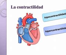Image result for contractilidaf