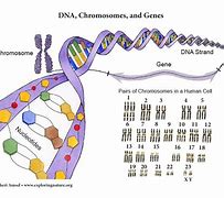 Image result for DNA vs Chromosome Vs. Gene