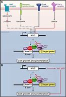Image result for MYC Signaling Pathway