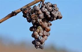 Image result for Rot Grape