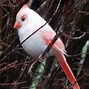 Image result for Albino Cardinal