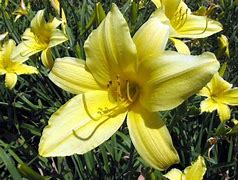 Image result for Hemerocallis Yellow Spoonbill