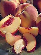 Image result for Prunus persica Fertile de Septembre