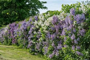 Image result for Lilac Bush Hedge