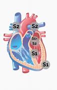 Image result for S3 S4 Heart