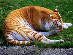 Image result for The Whole World Tiger