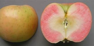 Image result for Rose Flesh Apple's