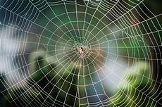 web bid the most elaborate spider webs found in nature web bid the most elaborate spider webs found in nature