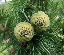 Image result for Larix kaempferi Irka