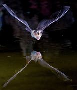 Image result for Bat Flying