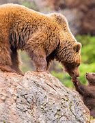 Image result for Mama and Baby Bear