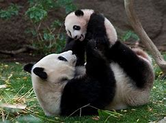 Image result for Panda Habitat