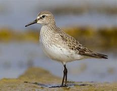 Image result for Calidris fuscicollis