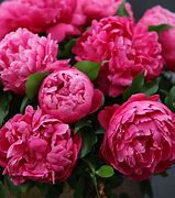 Résultat d’images pour Paeonia lactiflora Red Sarah Bernhardt