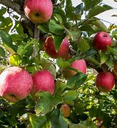 Image result for Pink and Blue Apple