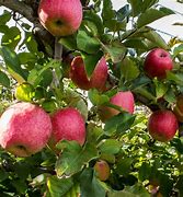 Image result for Pink Lady Apple Tree Full Size