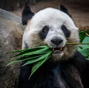 Image result for Panda Bamboo Foresst