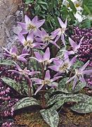 Image result for Erythronium dens-canis Lilac Wonder