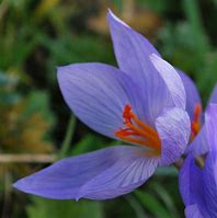 Image result for Crocus speciosus Semedo