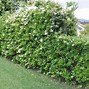 Image result for Types of Bushes for Privacy