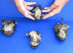 Image result for Dried Toads