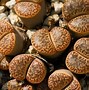 Image result for lithops