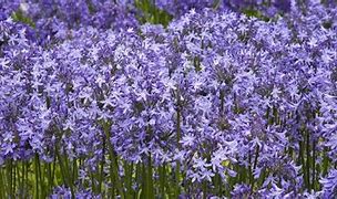 Image result for Agapanthus Pretty Sandy