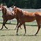 Image result for Wild Arabian Horses