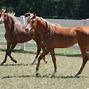Image result for Russian Arabian Horse