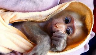 Image result for Cute Monkey Sleeping